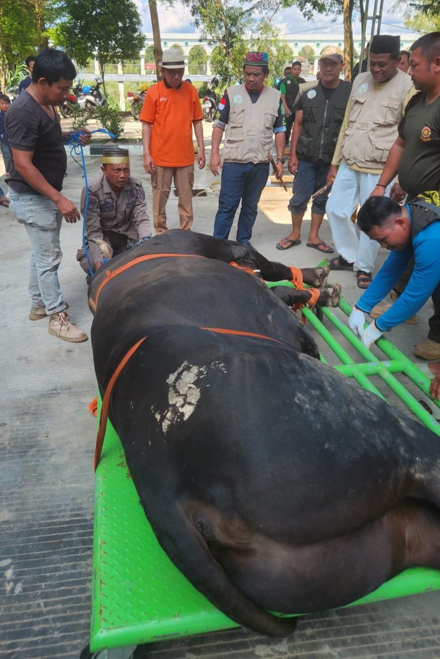 Panitia Kurban Masjid Agung Al-Faruq Sembelih 12 Sapi dan Seekor Kambing