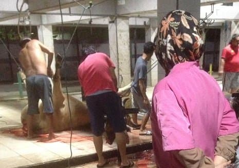 Jumlah Pemotongan Hewan di RPH Melonjak - Hari Ini Sampai 31 Ekor Sapi