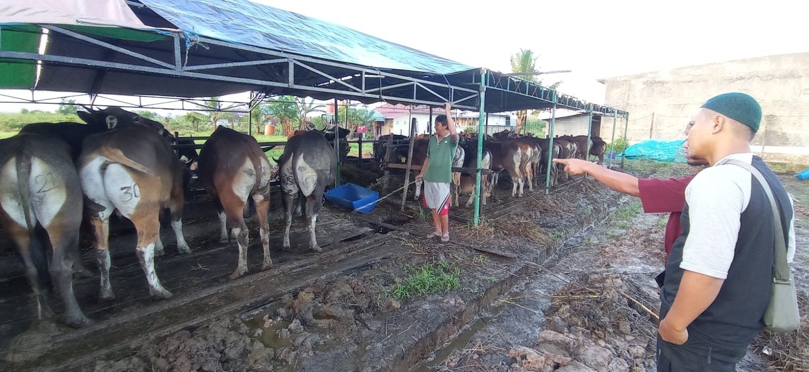 Harga Hewan Kurban di Sangatta, Kambing Mulai Rp 3 Juta dan Sapi Rp 16 Juta