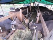1.600 Ekor Hewan Kurban Dinyatakan Sehat – Distan Kutim Pasang Label