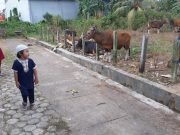 PD Muhammadiyah Kutim Tingkatkan Kepedulian Sosial – Idul Adha, Sembelih 39 Sapi dan 15 Kambing