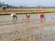 Dukung Program Ketahanan Pangan – Kaubun Siapkan Lahan 800 Hektare