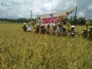 Seskab Ikut Panen Raya Padi Sawah Bersama Projasam