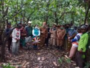 Kakao Potensial Dikembangkan di Long Mesangat – Ada 150 Ha, Jadi Program Pemberdayaan Masyarakat