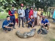 Seekor Buaya Dari Kolam Warga, Berhasil Diamankan Tim Rescue DPKP Kutim