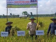 Panen Raya Padi di Bumi Rapak – Ardiansyah Dorong LP2B dan Konsep Agrowisata