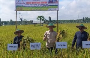 Panen Raya Padi di Bumi Rapak – Ardiansyah Dorong LP2B dan Konsep Agrowisata