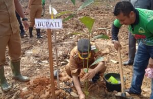 Siapkan Lahan 200 Hektare, Ranpul Jadi Sentra Aren Genjah
