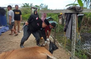 Peringati Iduladha, KPC dan PWI Kutim Sembelih Satu Ekor Sapi