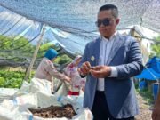 Kutim Siapkan Pengembangan Aren, Gandeng SAI Perkuat Industri Hulu ke Hilir